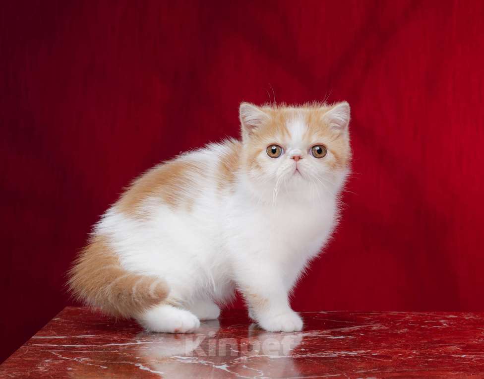 Кошки в Новосибирске: Котик экзотический короткошерстный Мальчик, Бесплатно - фото 1