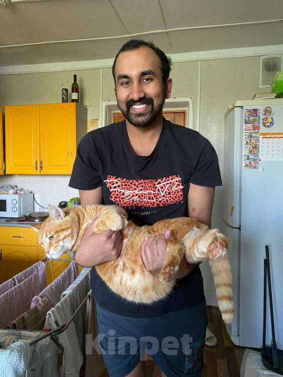 Кошки в Казани: Рыжий толстячок Мальчик, 100 руб. - фото 2