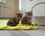 Кошки в Москве: Котята британской золотой шиншиллы ищут свою хозяйку Девочка, 25 000 руб. - фото 5