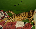 Кошки в Краснодаре: Вязка с бенгальским котом, Бесплатно - фото 2