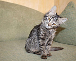 Кошки в Колпашево: Приютите красивого котенка, попавшего в беду, 100 руб. - фото 4