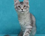 Кошки в Мытищах: Котенок Мейн-кун Мальчик, 200 000 руб. - фото 2