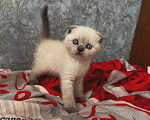 Кошки в Рязани: Шотландские котята Мальчик, 3 000 руб. - фото 2