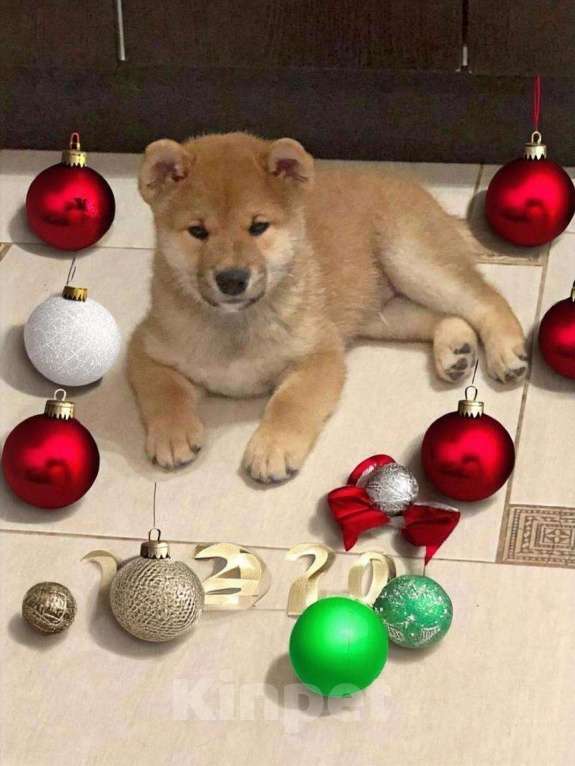 Собаки в Санкт-Петербурге: Продам парня и девочку сиба ину Девочка, 100 000 руб. - фото 2