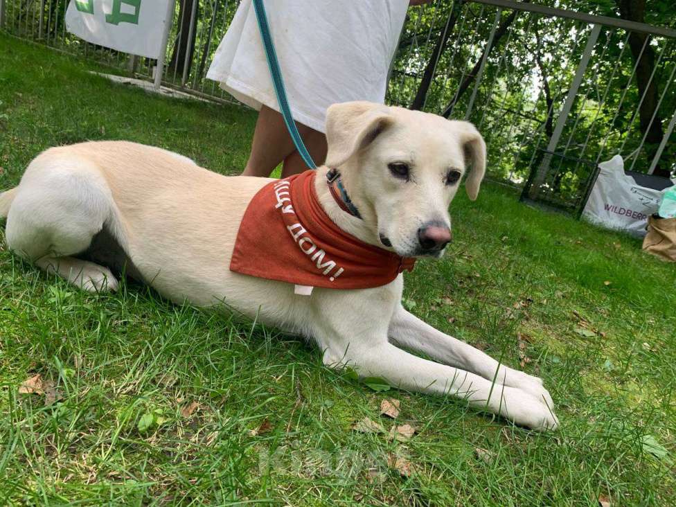 Собаки в Москве: Лучшая из всех собак – собака Снежана в добрые руки. Москва и МО Девочка, Бесплатно - фото 2