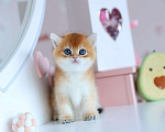 Кошки в Владивостоке: Золотой британский котик. Мальчик Мальчик, 70 000 руб. - фото 4