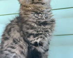 Кошки в Перми: Сибирская кошечка Девочка, Бесплатно - фото 4