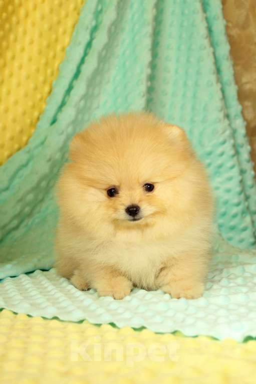 Собаки в Москве: Померанский шпиц Девочка, 60 000 руб. - фото 2