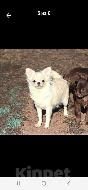 Собаки в Москве: Нежная девочка чихуахуа Девочка, 40 000 руб. - фото 3