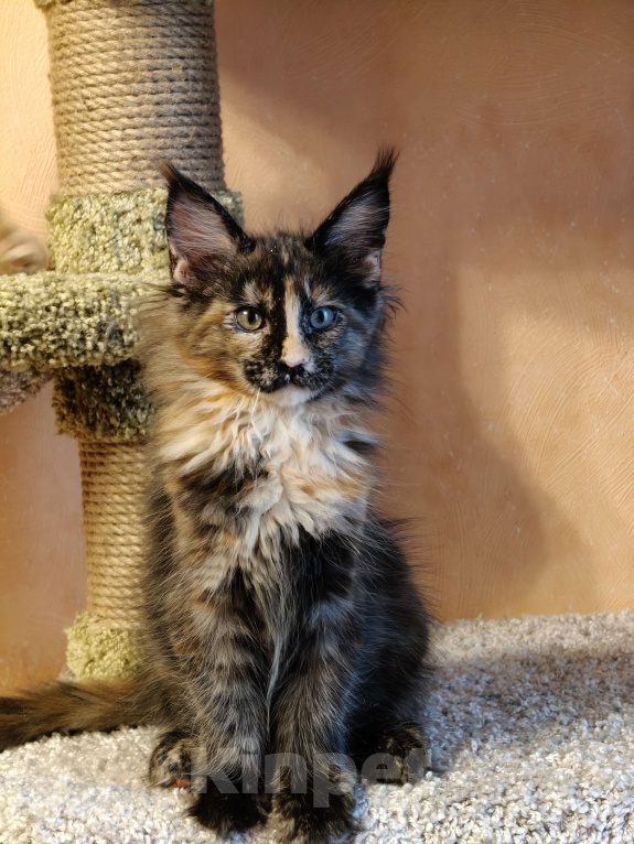 Кошки в Москве: Мейн-кун красотка с необычной внешностью Девочка, 55 000 руб. - фото 5