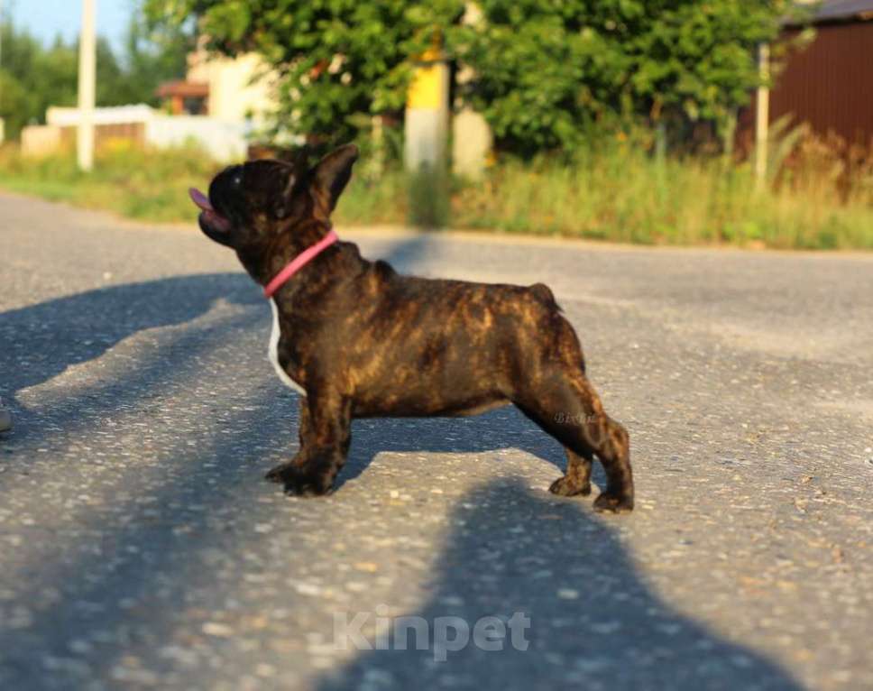 Собаки в Москве: Французский бульдог, девочка, РКФ Девочка, 70 000 руб. - фото 3