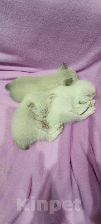 Кошки в Кропоткине: Котенок меконгского бобтейла.  Мальчик, 10 000 руб. - фото 3