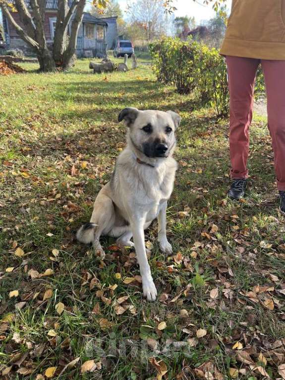 Собаки в Москве: Молодой небольшой чудесный пёсик Люмос в добрые руки Мальчик, 1 руб. - фото 10