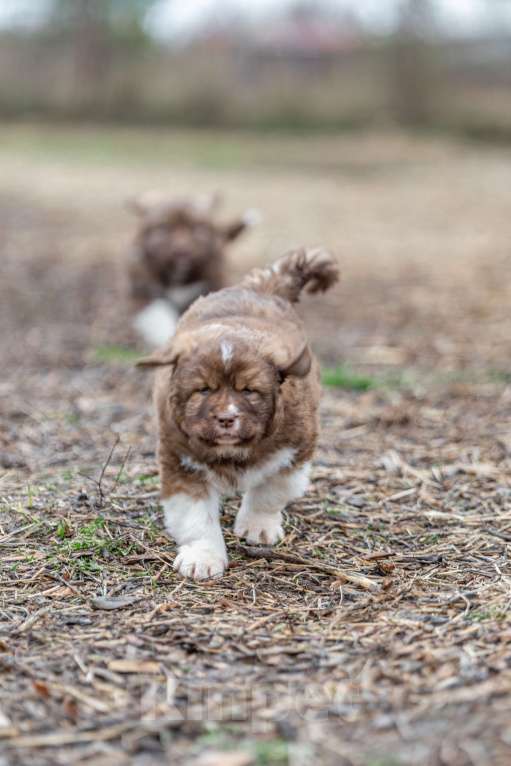Собаки в Рязани: Щенок болгарской овчарки, собака для охраны Мальчик, 70 000 руб. - фото 4