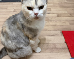 Кошки в Нурлате: Кошка возможно британка Девочка, Бесплатно - фото 1