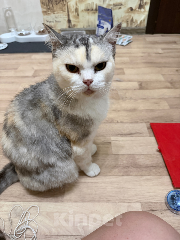 Кошки в Нурлате: Кошка возможно британка Девочка, Бесплатно - фото 1