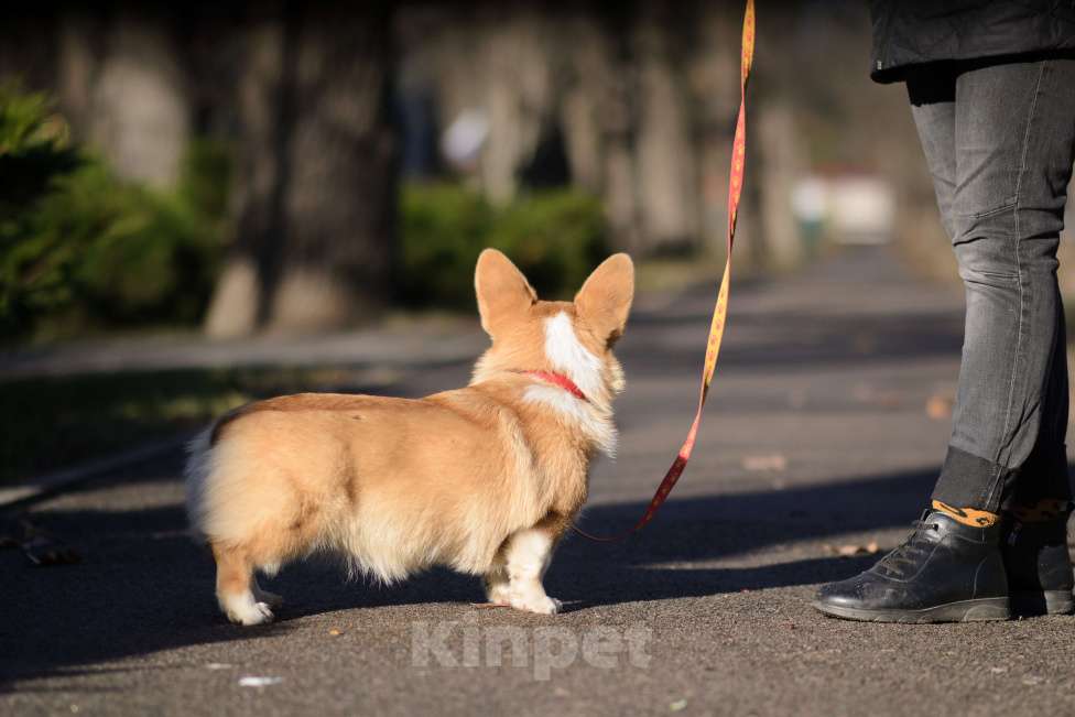 Собаки в Воронеже: Щенки Вельш Корги Пемброк Девочка, 75 000 руб. - фото 4