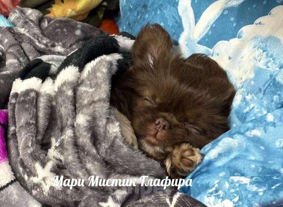 Собаки в Санкт-Петербурге: Гипер ласковая и веселая чихуахуа Глаша Девочка, 100 000 руб. - фото 5