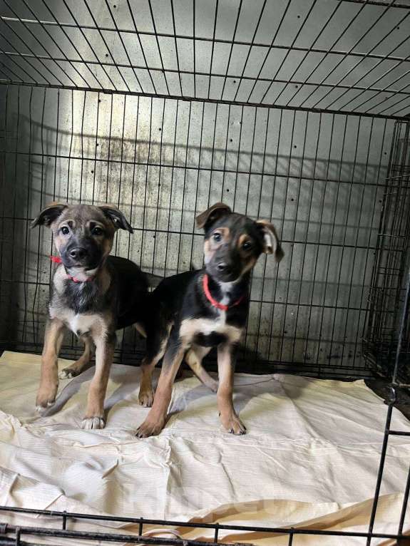 Собаки в Ногинске: Две сестрёнки ищут дом Девочка, Бесплатно - фото 5