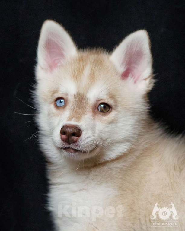 Собаки в других городах Московской области: Очаровательная блондика Девочка, 250 000 руб. - фото 2