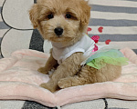 Собаки в Москве: Мальтипу Тедди девочка  Девочка, 85 000 руб. - фото 5