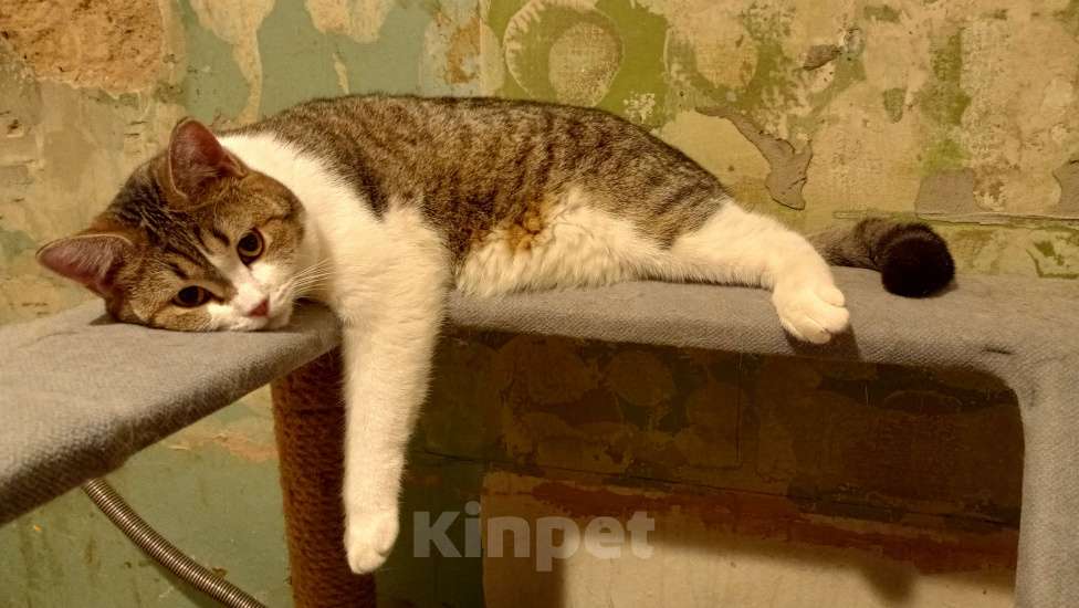 Кошки в Королеве: Пеппе котенок шотландской прямоухой (по папе) Девочка, 5 000 руб. - фото 2