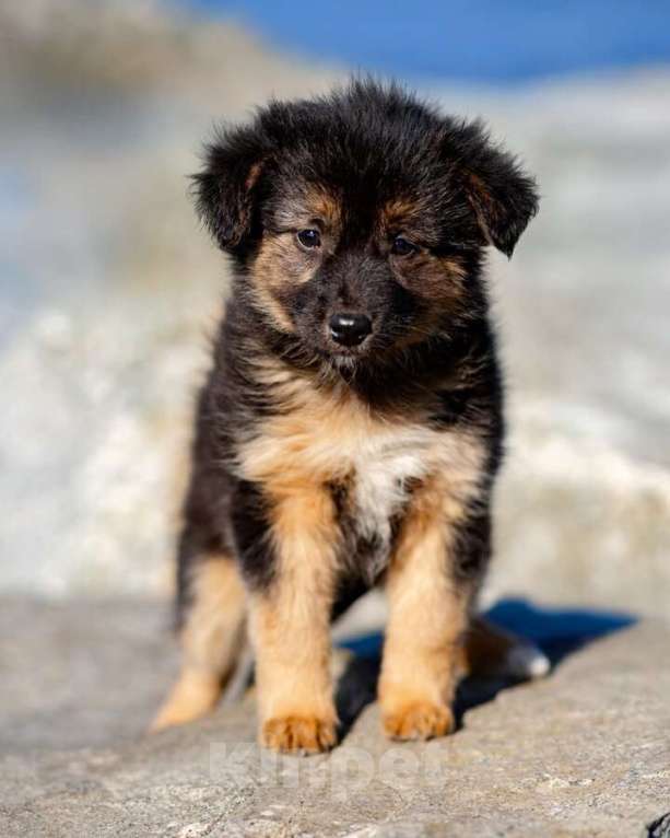 Собаки в Москве: Щенки ищут тёплый дом и любящее сердце! Девочка, Бесплатно - фото 3