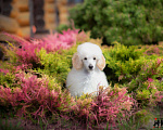 Собаки в Малоярославце: Пудель средний белый щенок Мальчик, Бесплатно - фото 9