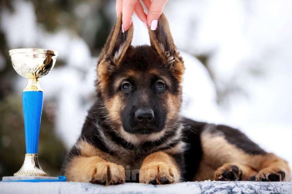 Собаки в других городах Московской области: Продажа шенка Девочка, 70 000 руб. - фото 1