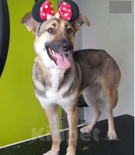 Собаки в Хабаровске: Отдам собачку , связи с переездом. Стерилизована и проглистогонина. Все необходимое для неё отдаётся Девочка, Бесплатно - фото 2