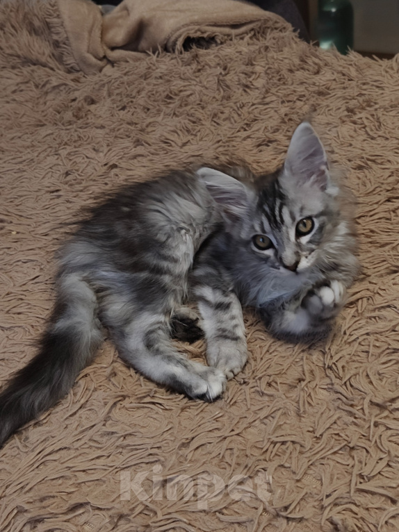 Кошки в Брянске: Котята мейн-кун Девочка, 8 000 руб. - фото 2