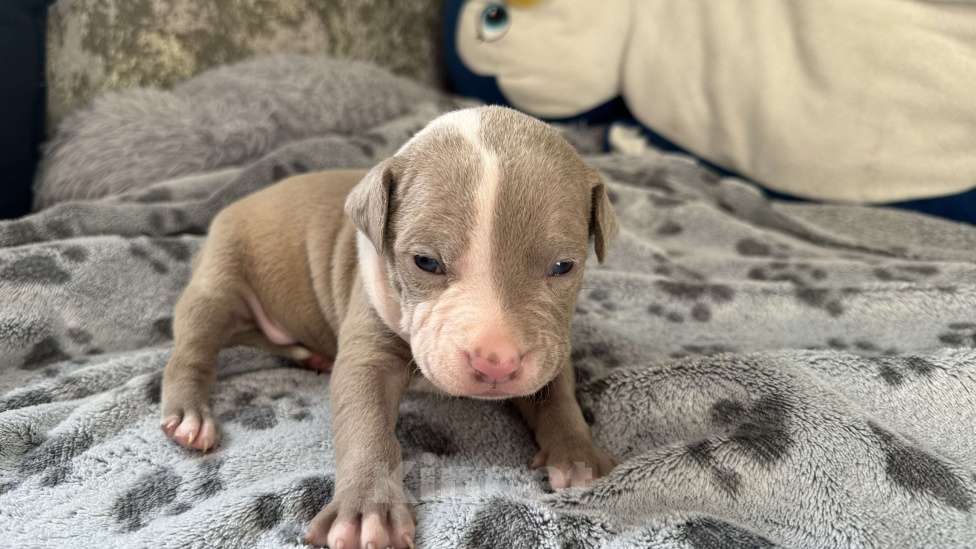 Собаки в Санкт-Петербурге: Мальчик пирожок Мальчик, 40 000 руб. - фото 7