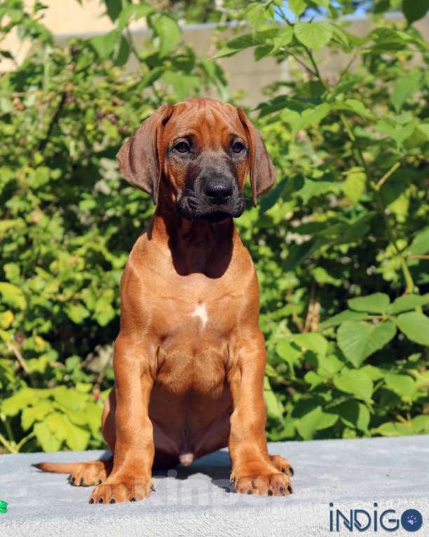Собаки в Санкт-Петербурге: Щенок родезийский риджбек. Пет класс. Породный питомник. Мальчик, 50 000 руб. - фото 3