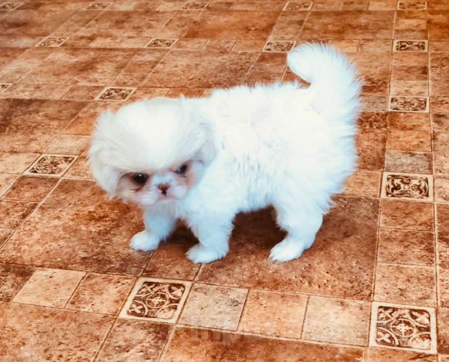 Собаки в Прокопьевске: Девочка японского хина Девочка, Бесплатно - фото 2