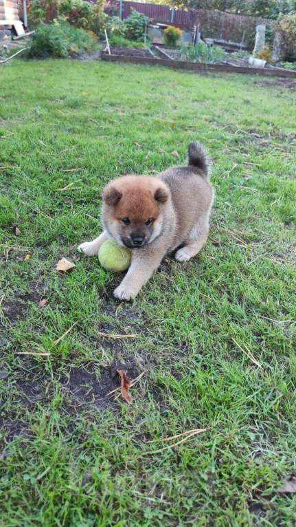 Собаки в Ульяновске: Сиба ину купить щенка  Мальчик, Бесплатно - фото 2