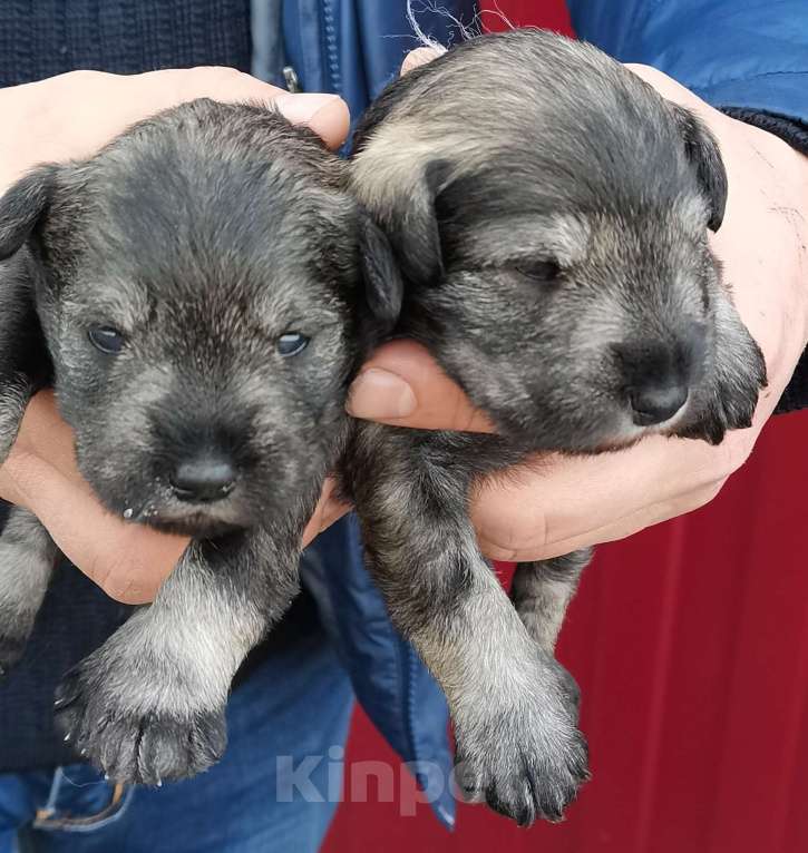 Собаки в Воронеже: Щенки цвергшнауцера Девочка, Бесплатно - фото 2