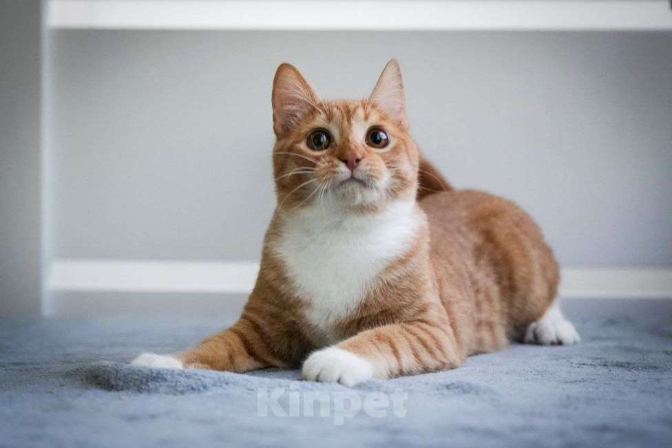 Кошки в Химках: Солнечный рыжик в дар Мальчик, Бесплатно - фото 7