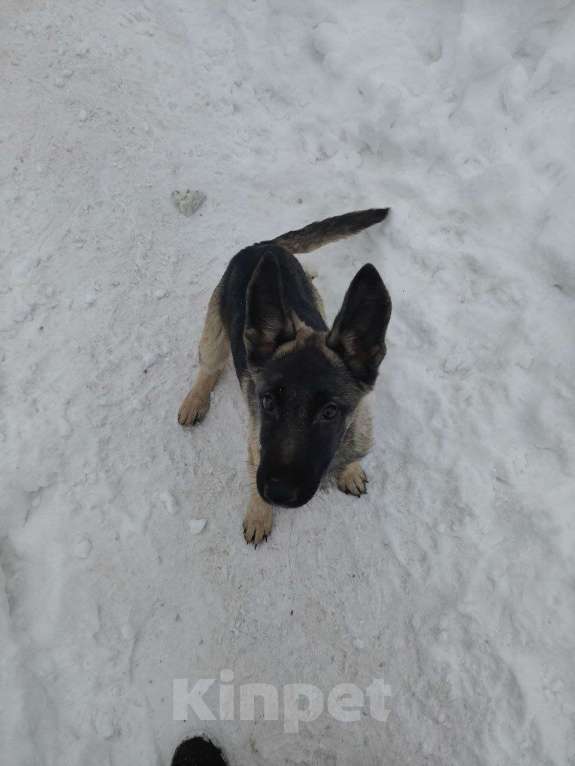 Собаки в Мытищах: Восточноевропейская овчарка, щенок Мальчик, 10 000 руб. - фото 3