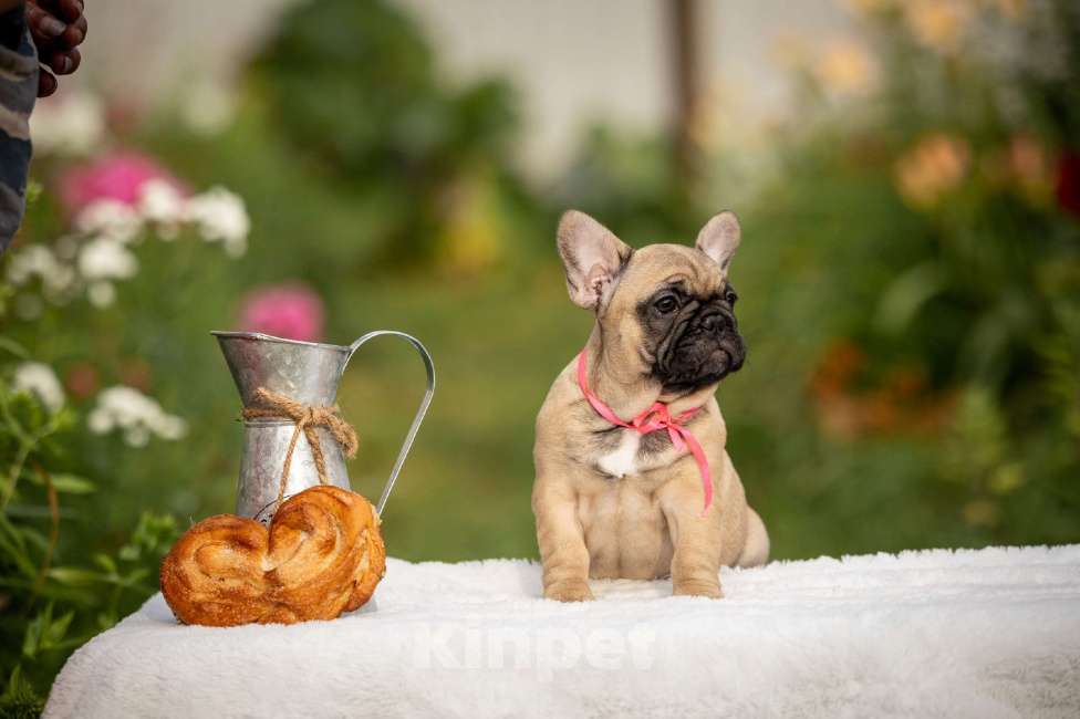 Собаки в Москве: Щенок французского бульдога Девочка, 70 000 руб. - фото 2