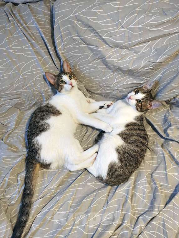 Кошки в Санкт-Петербурге: Котенок-подросток Рублик очень хочет стать домашним Мальчик, Бесплатно - фото 7