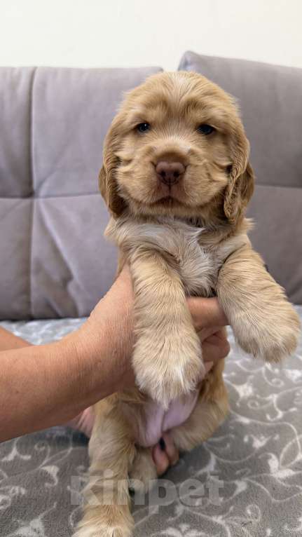 Собаки в Екатеринбурге: Английский кокер-спаниель Мальчик, 30 000 руб. - фото 7