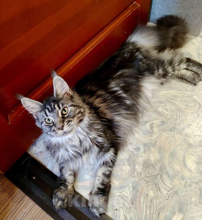 Кошки в Санкт-Петербурге: Девочка - "меховое облачко" с длиннющим кистями Девочка, 50 000 руб. - фото 2