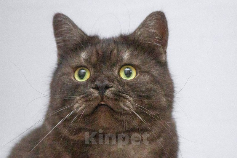 Кошки в Москве: Котик Агат ищет доброе сердце Мальчик, Бесплатно - фото 3