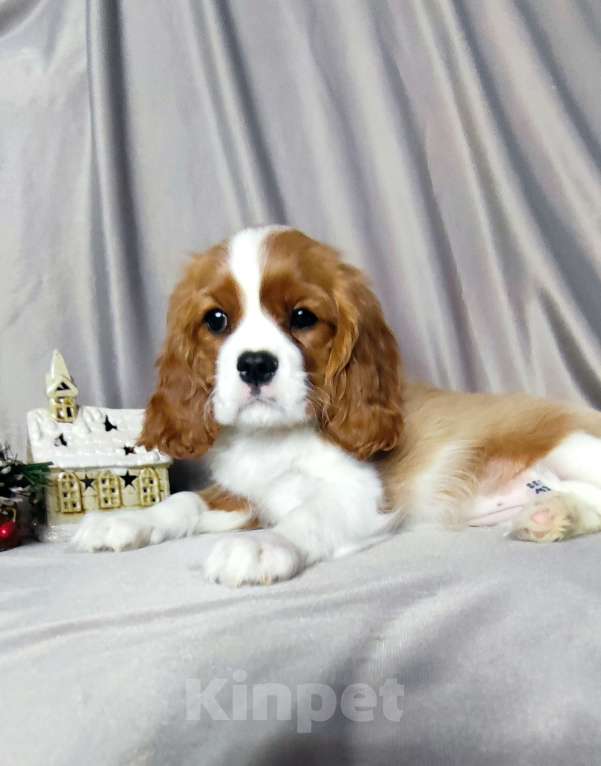 Собаки в Санкт-Петербурге: Красивая девочка кавалер Кинг Чарльз спаниель  Девочка, 150 000 руб. - фото 3