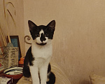 Кошки в Донецке: Девочка  котенок 3.5 месяца Девочка, Бесплатно - фото 5