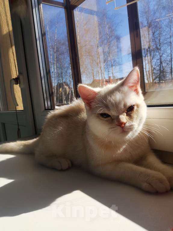 Кошки в Москве: Шотландские котятки  Мальчик, 10 000 руб. - фото 4