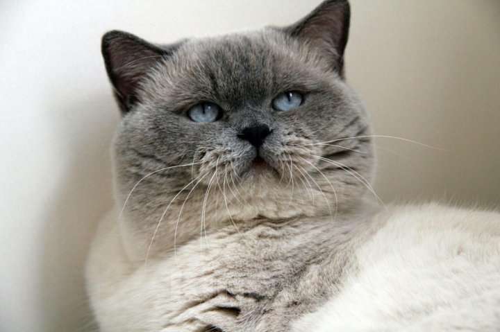 Кошки в Всеволожске: Милый британский котёнок Мальчик, 18 000 руб. - фото 4