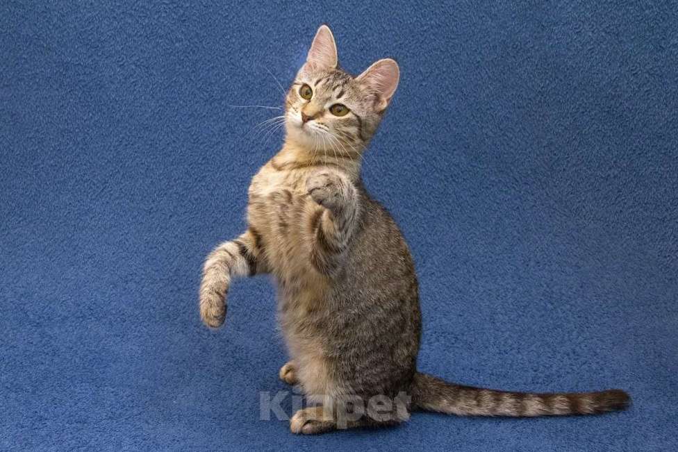 Кошки в Москве: Котенок девочка в добрые руки Девочка, 10 руб. - фото 9