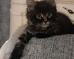 Кошки в Шатуре: Мей-кун котенок Девочка, 10 000 руб. - фото 10
