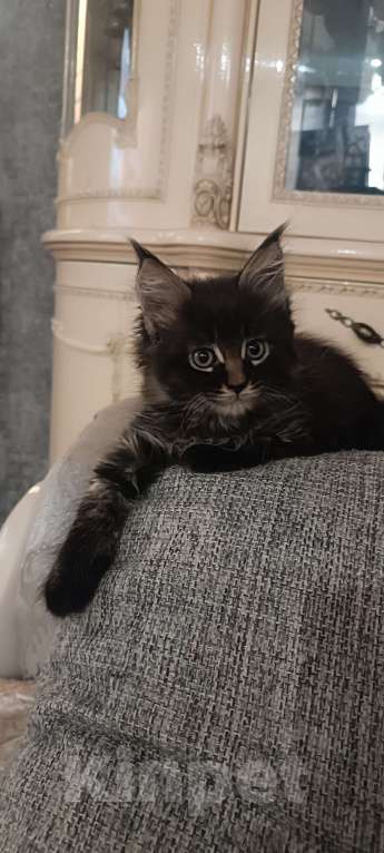 Кошки в Шатуре: Мей-кун котенок Девочка, 10 000 руб. - фото 10